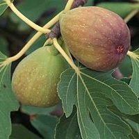 figs
